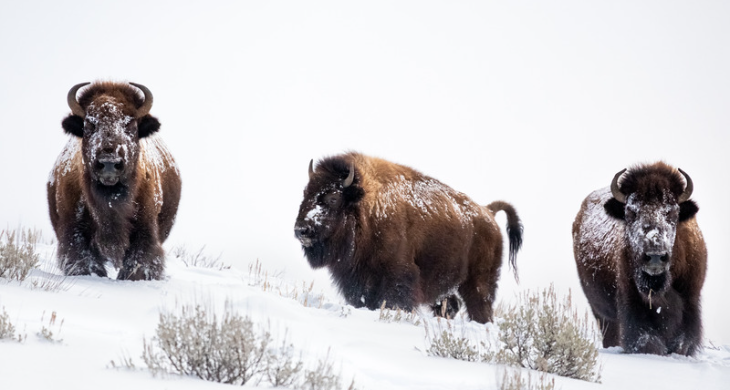 Reasons behind Buffalo snowstorm