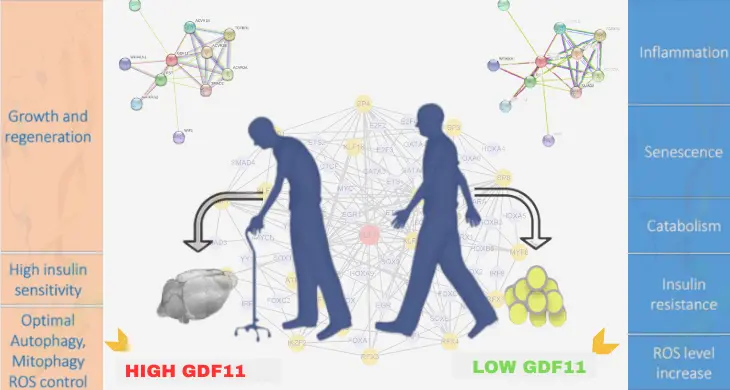 Unraveling the Mysteries of G D F 11 Protein: Functions Research and Potential Implications